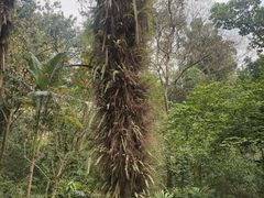 -广西壮族自治区药用植物园