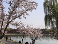 -羊山湖公园