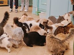 -安格丽娜·狗咖·猫咖羊驼咖(春熙路百盛商场店)