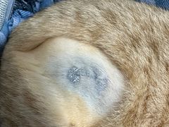 -凯特喵百思猫专科医院