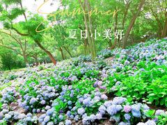 -上海共青森林公园