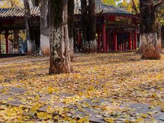 -华雅花园大酒店