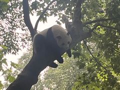 -都江堰中华大熊猫苑