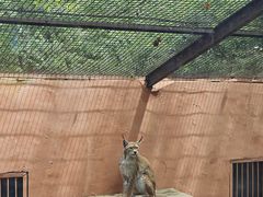 -青藏高原野生动物园