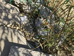 -护国寺小吃(安定门店)