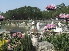 -荷兰花海