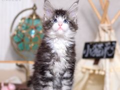 -小猫来了·猫舍(红山六九七九店)