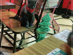 -猫色咖啡·猫咖
