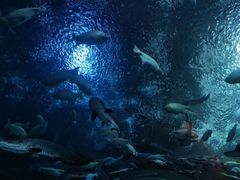 -成都浩海立方海洋公园