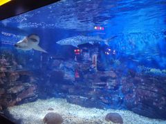 -烟台海昌鲸鲨海洋公园