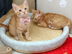 -安安宠医宠物医院·异宠·犬猫内科(岳阳分院)