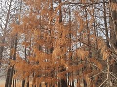 -梁鸿国家湿地公园