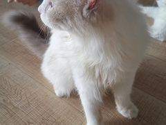 -more than meow吴止猫主题餐厅(承德 中船汇店)