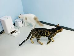 -糯米喵星人·撸猫猫舍咖啡馆(西市场嘉华店)