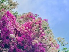 -深圳国际园林花卉博览园