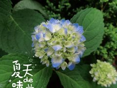 -临平公园(临平街道)