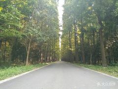 -崇明东平国家森林公园烧烤房车露营地