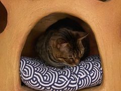 -猫猫幼稚园·撸猫·桌游·电玩