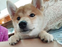 -柴源莊·柴小宠柴犬咖啡