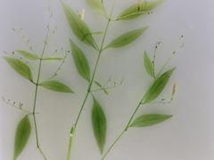-广东中医药博物馆