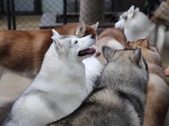 -TrueLove @ Neverland (Husky Cafe)