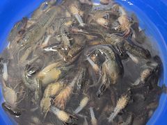 -贡湖湾湿地公园