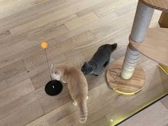 -CAT’S MEWSTAR CAFE·喵星球猫屋(晴湾咖啡店)