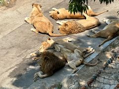 -大连森林动物园