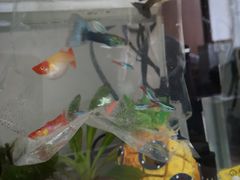 -中环花鸟鱼虫市场