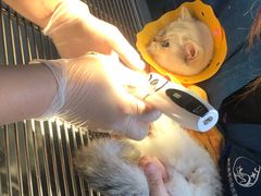 -伟伟宠物医院·CT影像中心·瑞派犬猫综合性门诊(汉口总院)