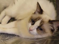 -猫色咖啡·猫咖