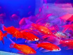 -秦美花卉(天朗·莱茵小城2期店)