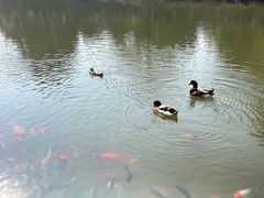 -天目湖涵田半山温泉