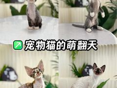 -山宅一喵德文卷毛猫舍