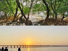 -宝安西湾红树林湿地公园