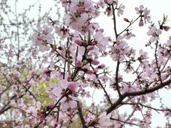 -桃花堤公园