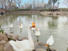 -田园东方蜜桃村的田野营地