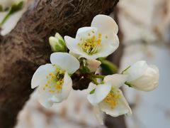-天津东丽湖风景区