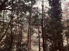 -深圳仙湖植物园