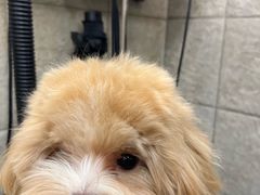 -帕帕拉兹宠物(亚洲旗舰店)