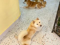 -喜柴咖啡·柴犬狗咖