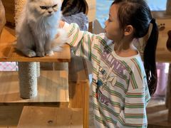 -more than meow吴止猫主题餐厅(承德 中船汇店)