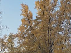 -三里屯东五街银杏大道