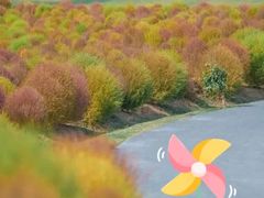 -径山花海