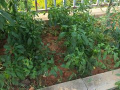 -梨木台悦来客农家院