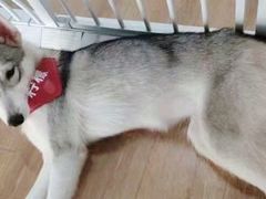 -Husky Go! 哈士奇体验馆·宠物咖啡厅狗咖
