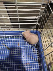 -Moni星球萌宠·小马宝莉·灵蛇·高端高阶全萌宠互动体验俱乐部(红豆国际广场店)