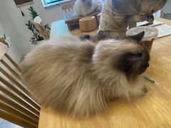 -楼上猫咖(罗湖店)