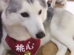 -Husky Go! 哈士奇体验馆·宠物咖啡厅狗咖
