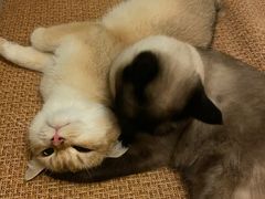 -Bastet sally猫舍购宠(静安店)